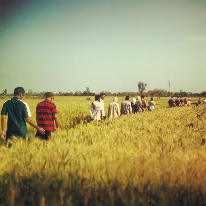 Walking the fields of gold.