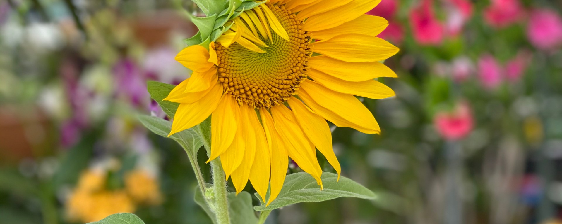 Sunflower