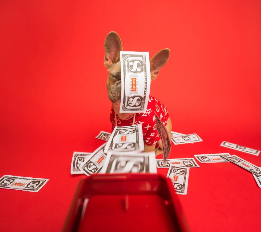 Money flying on a dog's face.